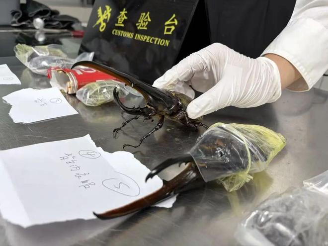 罗湖海关在一男性旅客的行李、烟盒及裤子口袋多处发现藏匿的活体甲虫，共计8只